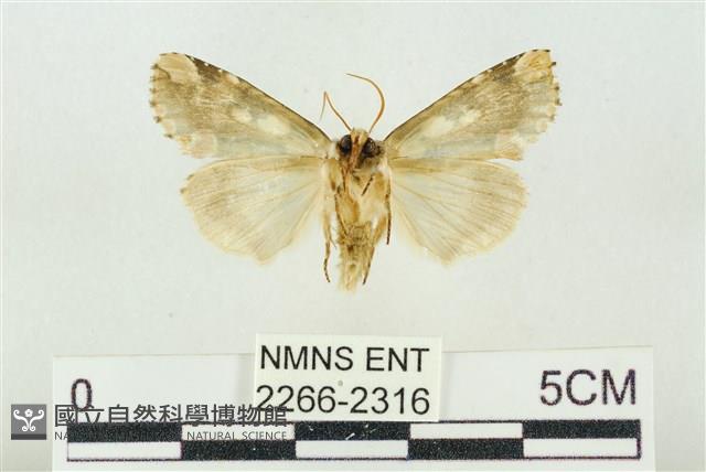 連珠波紋蛾藏品圖，第2張