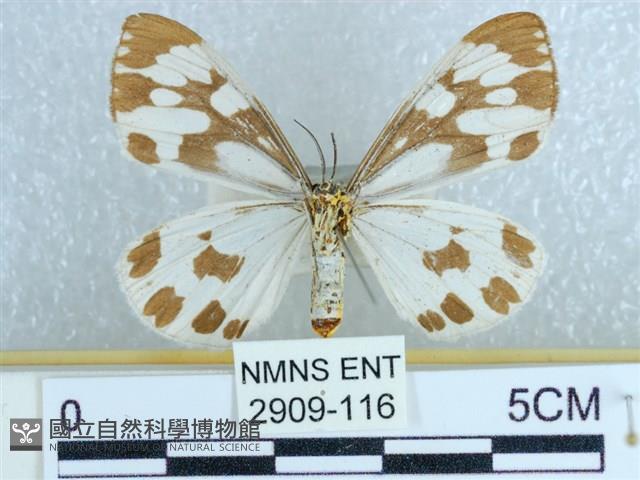 粉蝶燈蛾藏品圖，第2張