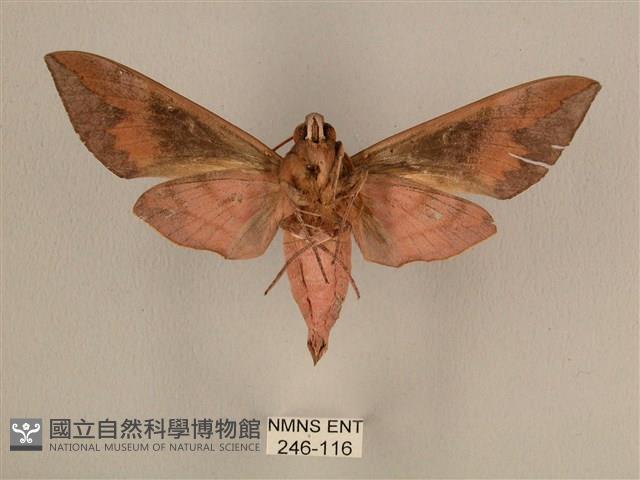 背中白天蛾藏品圖，第2張