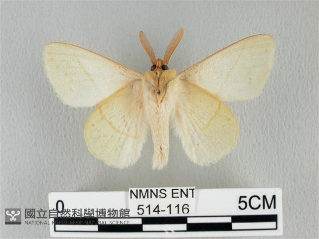 青枯葉蛾藏品圖，第2張