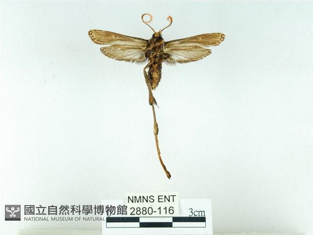 長腳大織蛾藏品圖，第2張