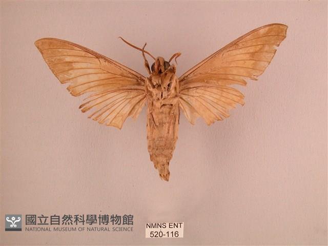 直翅六點天蛾藏品圖，第2張