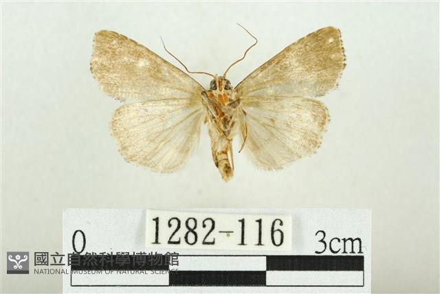 白斑散紋夜蛾藏品圖，第2張