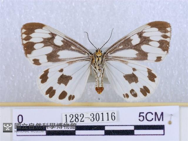 粉蝶燈蛾藏品圖，第2張