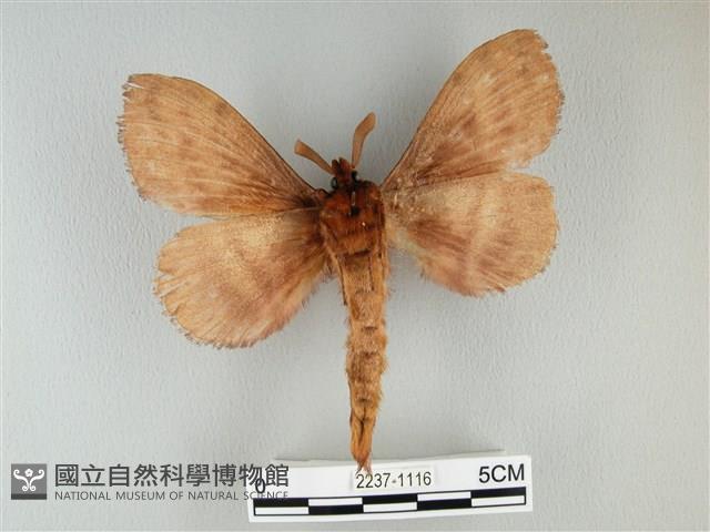 波紋枯葉蛾藏品圖，第2張