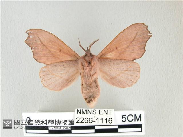 雙角小黑枯葉蛾藏品圖，第2張