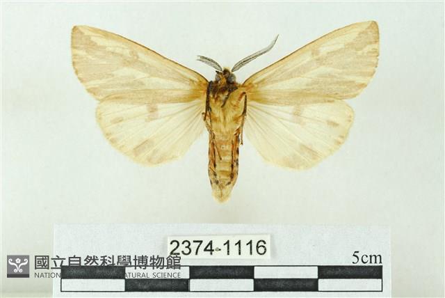 赭新污燈蛾藏品圖，第2張