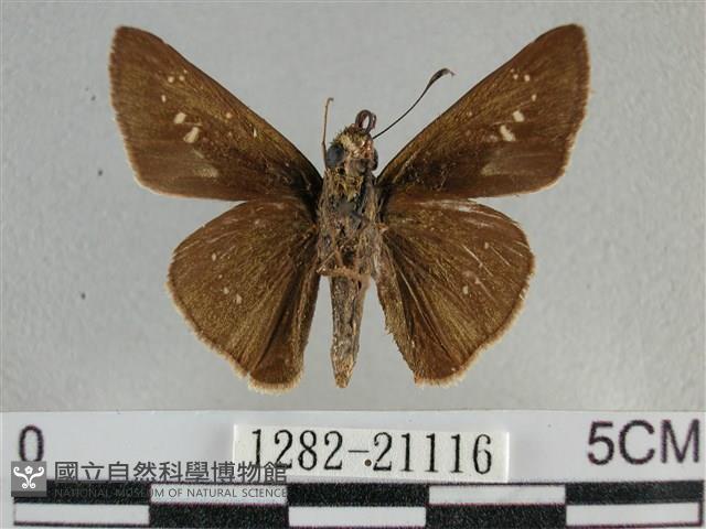 尖翅褐弄蝶藏品圖，第2張