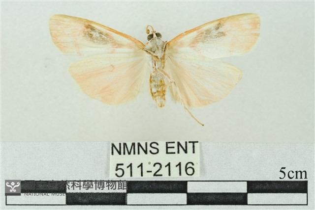 臺雪苔蛾藏品圖，第2張