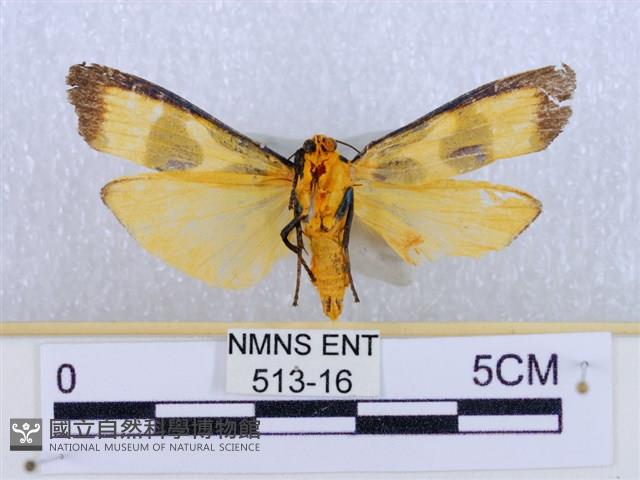 閃光苔蛾藏品圖，第2張