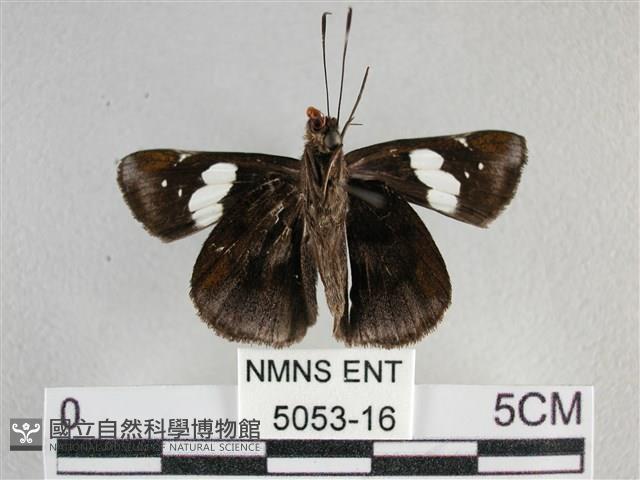 曲紋袖弄蝶藏品圖，第2張