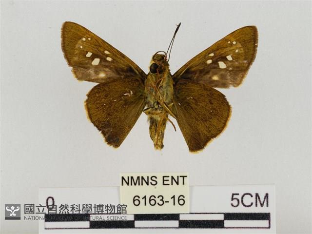 巨褐弄蝶藏品圖，第2張