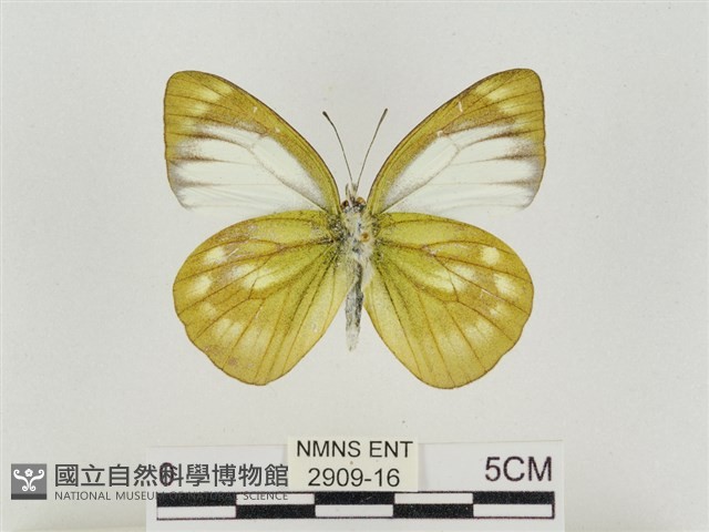 淡褐脈粉蝶藏品圖，第2張