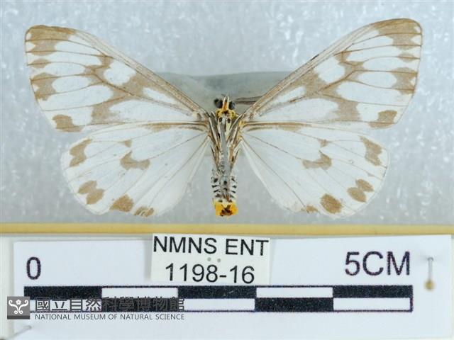 粉蝶燈蛾藏品圖，第2張