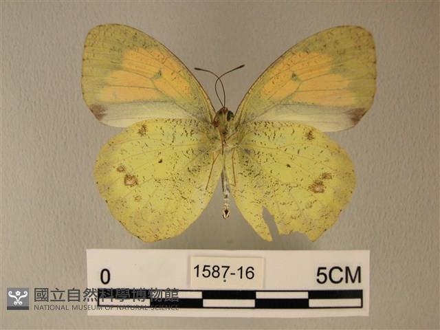 異粉蝶、雌白黃蝶藏品圖，第2張