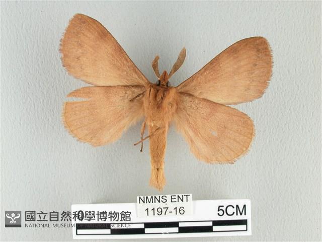 波紋枯葉蛾藏品圖，第2張