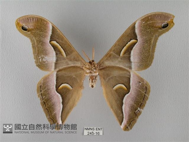 眉紋天蠶蛾藏品圖，第2張