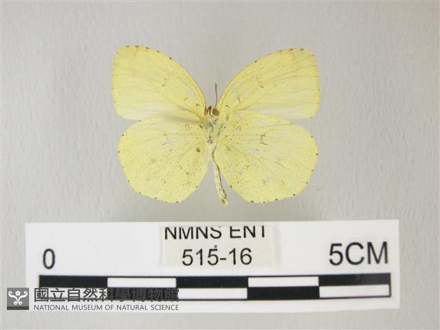 荷氏黃蝶藏品圖，第2張