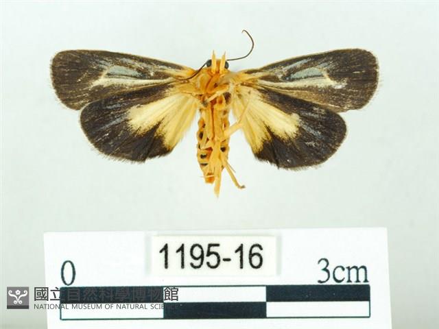 黃肩奇蛾藏品圖，第2張