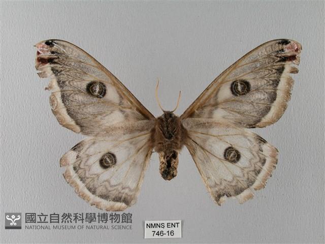 四黑目天蠶蛾藏品圖，第2張