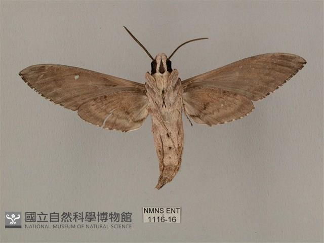 蝦殼天蛾藏品圖，第2張