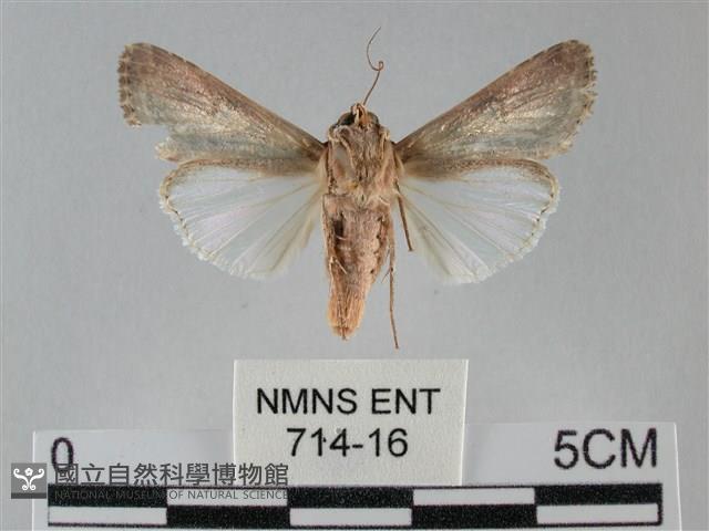 斜紋夜盜蛾藏品圖，第2張