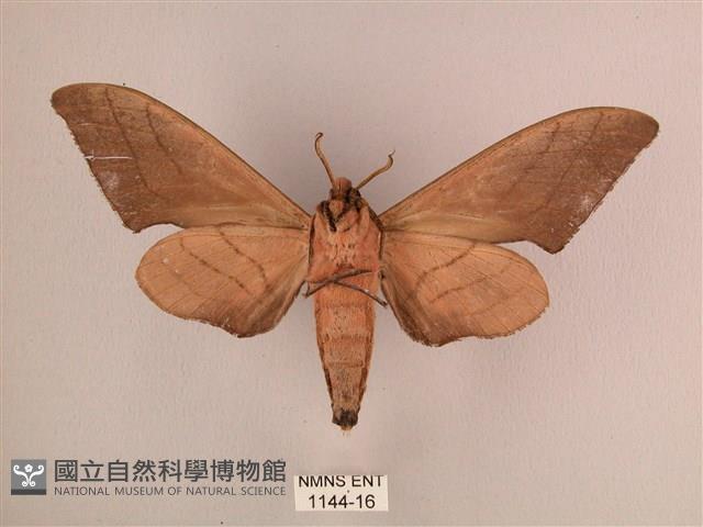 直翅六點天蛾藏品圖，第2張