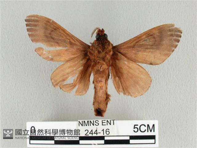 大褐斑枯葉蛾藏品圖，第2張