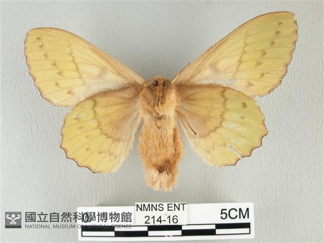 青枯葉蛾藏品圖，第2張