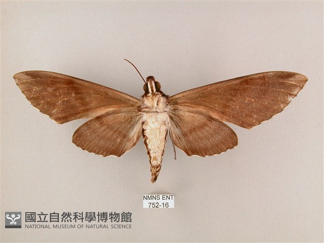 粗斜紋天蛾藏品圖，第2張