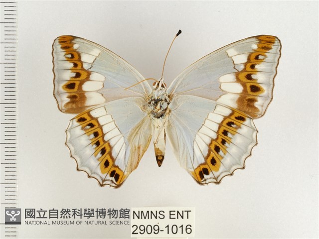 普氏白蛺蝶藏品圖，第2張