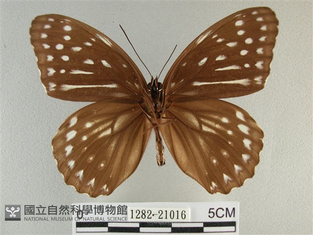 臺灣斑眼蝶藏品圖，第2張