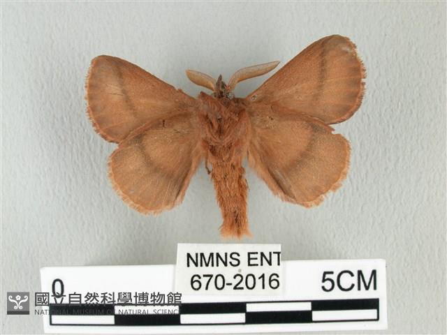 褐斜帶枯葉蛾藏品圖，第2張