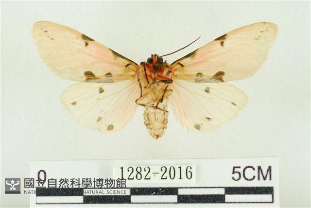 棍棒污燈蛾藏品圖，第2張