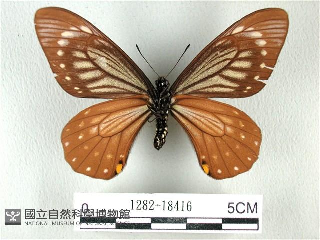 黃星斑鳳蝶藏品圖，第2張