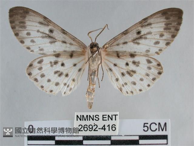 大胡麻斑星尺蛾藏品圖，第2張