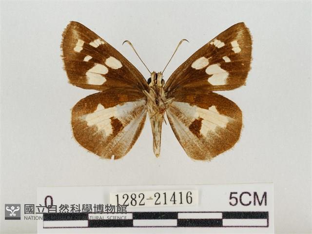 薑弄蝶藏品圖，第2張