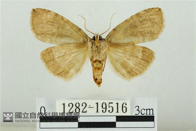 藹環波紋蛾藏品圖，第2張