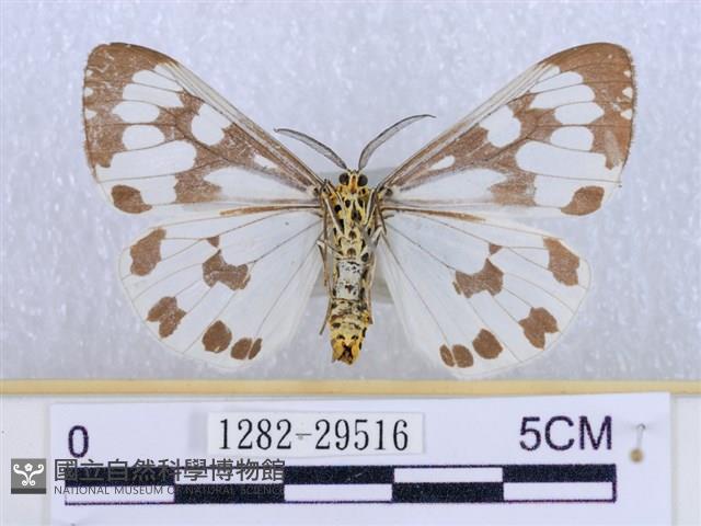 粉蝶燈蛾藏品圖，第2張