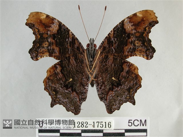 琉璃蛺蝶藏品圖，第2張