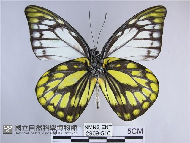 鋸粉蝶藏品圖，第2張