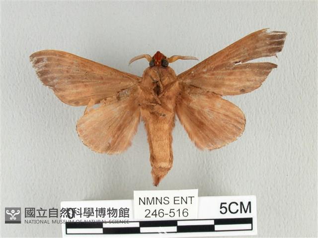 大褐斑枯葉蛾藏品圖，第2張