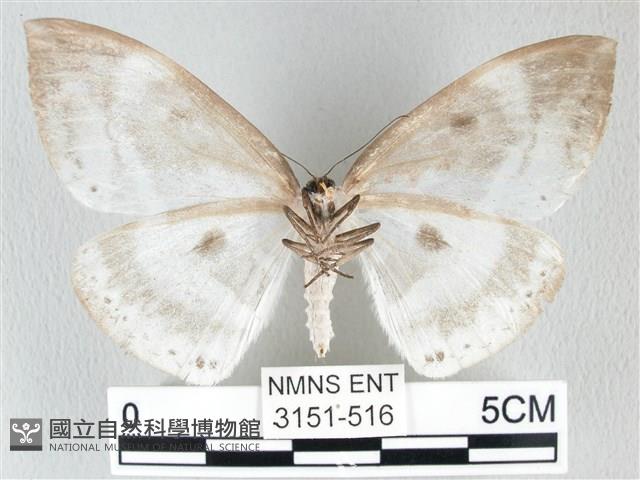 圓翅大鉤蛾藏品圖，第2張