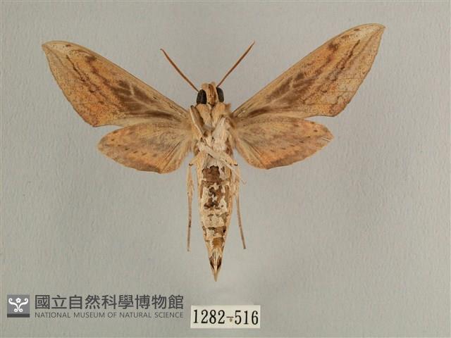 背線天蛾藏品圖，第2張