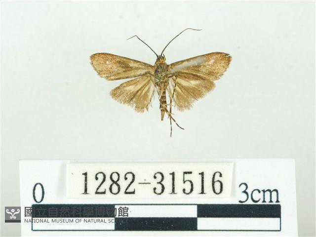 叉紋閃舞蛾藏品圖，第2張