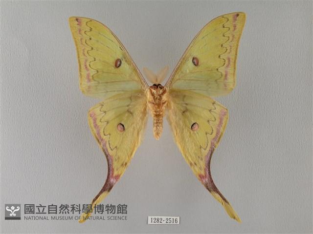 臺灣長尾水青蛾藏品圖，第2張