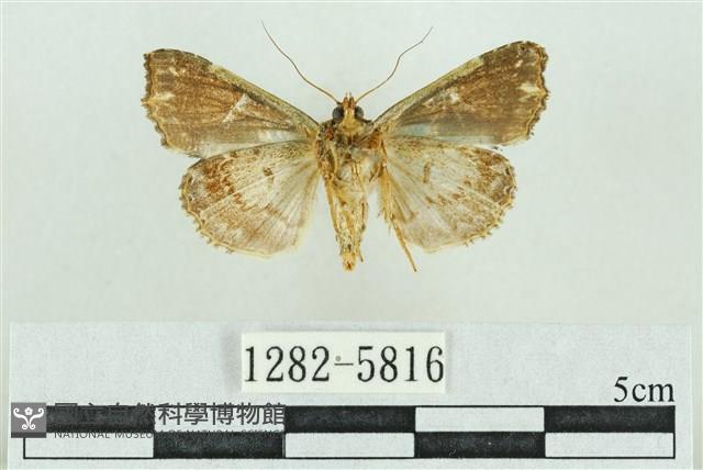 粉紅帶散紋夜蛾藏品圖，第2張