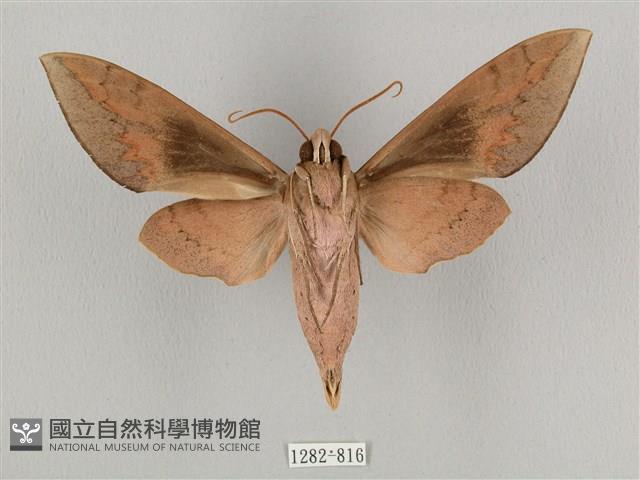 鋸線天蛾藏品圖，第2張