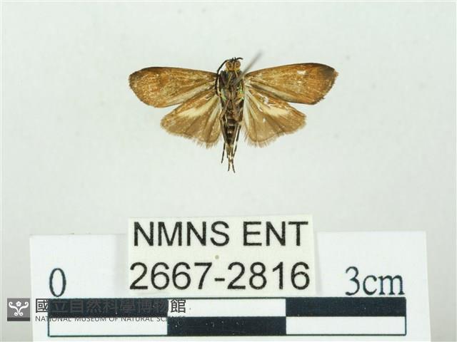 叉紋閃舞蛾藏品圖，第2張