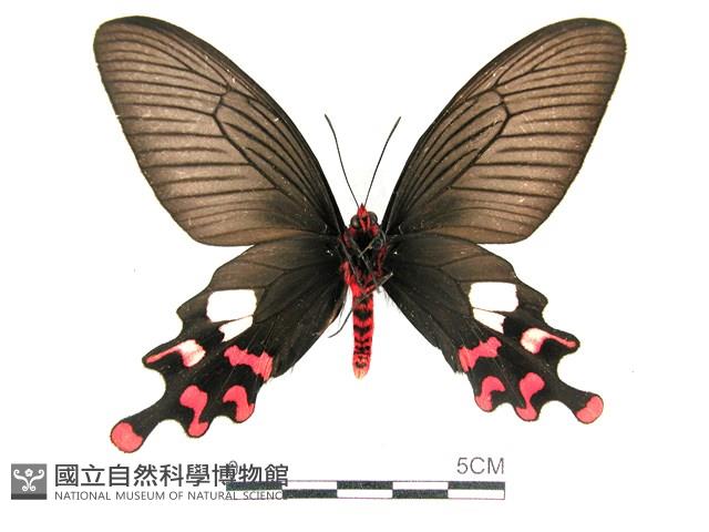 多姿麝鳳蝶藏品圖，第2張